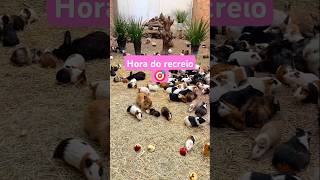 Hora do recreio 🎯 pets alegriapet animals amiguinhospet funny amigopet [upl. by Birkner]