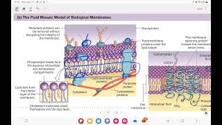 PHYS Chapter 3 Compartmentation Cells amp Tissues [upl. by Oflunra8]