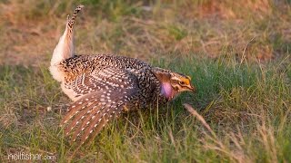 Sharptailed grouse [upl. by Nnair]