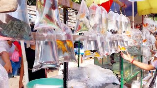 Recent Aquarium Fish Price Update  Galiff Street Fish Market  Galiff Street New Video  12052024 [upl. by Lerraf]