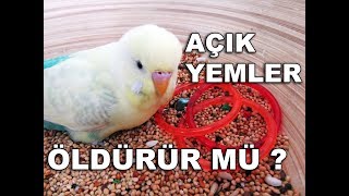 Kuşlar İçin Açık Yem mi Kapalı Yem mi Kullanmalıyız [upl. by Annaohj]