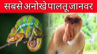 05 Anokhe Palto Janwar  The most unique pets  Pets Information TV [upl. by Lemieux]