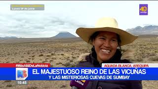 Destinos en Perú El majestuoso reino de las vicuñas en Arequipa [upl. by Mosnar]