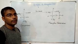 Kinase amp phosphatase [upl. by Cicily]