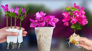 How to Make Bougainvillea Root and Bloom in Just One Night Here’s the Answer [upl. by Norse22]