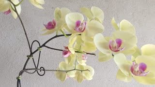 Promoção de doritaenopsis  Orquidario Fogaça 05062024 promoção p plantas desse vídeo [upl. by Callie109]