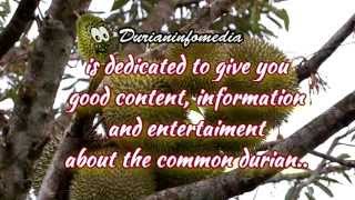 Durian Info Media  A Channel Devoted to The Common Durian [upl. by Brout]