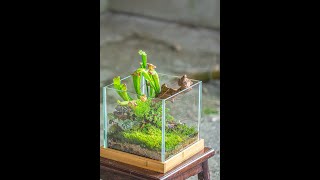 plant a moss and Carnivorous plants terrarium full video terrariumart indoorgarden [upl. by Suhploda]