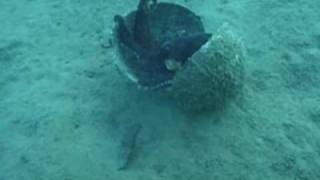 Coconutcarrying octopus stuns scientists [upl. by Aggappe221]