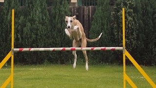 245 Agility with whippets [upl. by Winnifred]