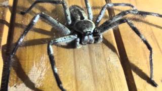 Massive huntsman spider [upl. by Elton453]