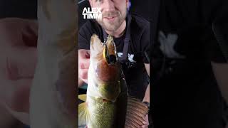 Ice Fishing Walleye with Livescope [upl. by Sidman]