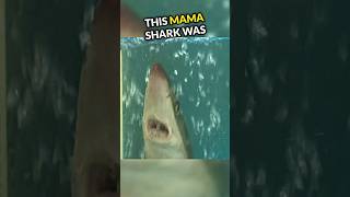 What Happend To This Mama Shark Will Shock You😱 [upl. by Rednijar]