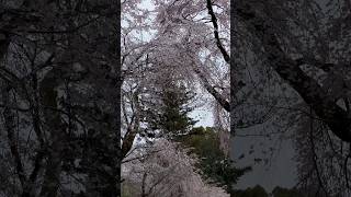 Gorgeous Sakura Cherry Blossoms at Daigoji Temple loved by Hideyoshi Toyotomi [upl. by Esdnyl]