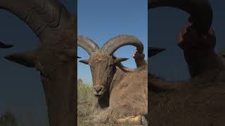 Hunting Barbary Sheep with Sup Africa Safaris [upl. by Nnyleitak]