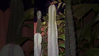 Night blooming cereus cacti [upl. by Suiluj193]