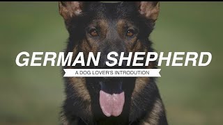 choco the German shepherd My dog ​​tells me…through this song [upl. by Editha]