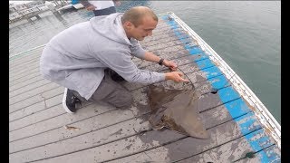 How To Catch and Release a Bat Ray in Newport beach  Fishing Video  Instructional [upl. by Truelove847]