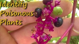 Poisonous Plants Identification  Pt 1 [upl. by Laikeze]