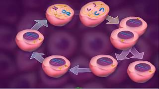 Cell Cycle  Cell Division Mitosis amp Meiosis 3D [upl. by Gnim]