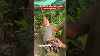 MACADAMIA NUT PLANTS 🌱 macadamia macadamianuts farming plants shorts south north viral [upl. by Ronalda868]