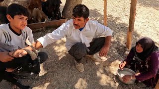 Milking sheep and preparing local food with sheeps milk [upl. by Eednarb]