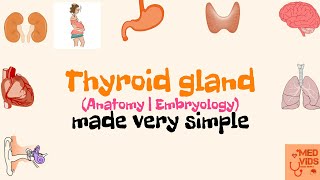 Thyroid gland  Anatomy  Embryology  Histology  Med Vids made simple [upl. by Shelli]