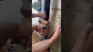 Unbelievable rescue mission Dogs saved from devastating flood [upl. by Him15]