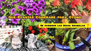 Que plantas comprar para Otoño🍁Por que se ponen Amarillas las hojas de mis Plantas [upl. by Enitnatsnoc173]