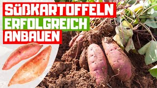 SÜßKARTOFFELN ANBAUEN 🥔 Vom anpflanzen bis zur großen Ernte [upl. by Darrell]