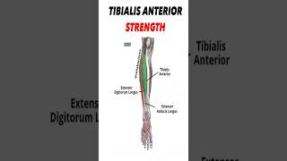 Build your Tabialis anterior Muscle to avoid Knee pain ✅ legday kneepain physio [upl. by Wilek]