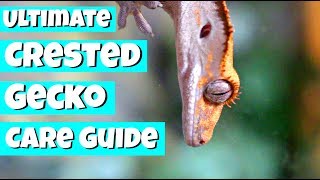 The ULTIMATE Crested Gecko Care Guide [upl. by Fillander]