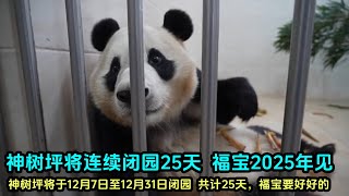 124神树坪基地宣布将连续闭园25天，2025年再见了福宝panda 판다 fubao 푸바오 [upl. by Royden]