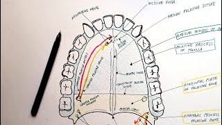 Hard Palate  Bones Sutures Foramina Vessels amp Nerves  Anatomy Tutorial [upl. by Adnilram952]