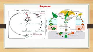 CYCLE DE DÉVELOPPEMENT ET CYCLE CHROMOSOMIQUE CHEZ LES SPERMAPHYTES [upl. by Nuahsak]