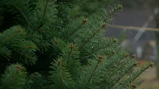 Where To Dispose Of My Christmas Tree In Oklahoma City [upl. by Onitnelav]