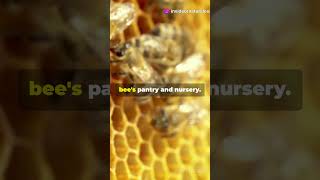 The Amazing World of Bee Hives How Bees beehive bees natureexplained science education [upl. by Swetlana]