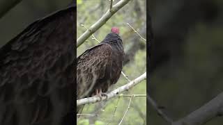 Turkey Vultures Have A Projectile Vomit Defense [upl. by Anbul357]