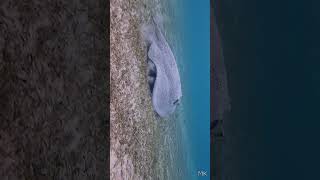 PORCUPINE RAY  MANGROVE WHIPRAY 📱DIKOBRAZÍ  MANGROVOVÝ REJNOK  SHORT 7 [upl. by Oznecniv589]