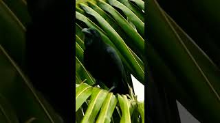 Call of Longbilled Crow🤩pls subscribe like share🙏 [upl. by Calvina]