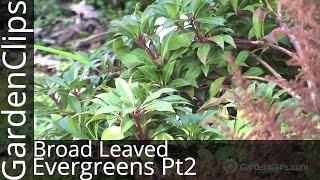 Broadleaved Evergreens Part 2  Cotoneaster  Leucothoe  Kalmia  Daphne [upl. by Eeryt]