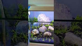 The Utricularia Graminifolia UG can be a mystifying subject aquarium aquascaping aquascape [upl. by Ellehsal]