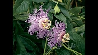 Growing the Hardy Maypop Passion Flower [upl. by Salina344]