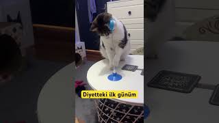 kedivideolari kilo diyet zayıflama komikkedivideoları kedi kediler diyetteyim diyetteyiz [upl. by Atsok987]