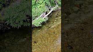 Drone Captures Fish Swimming Gracefully in the River 🐟 shorts [upl. by Atikin]