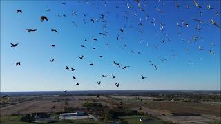 Flying with the Starlings [upl. by Del798]