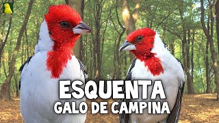 Fêmea de GALO DE CAMPINA QUENTE para ESQUENTAR [upl. by Aire]