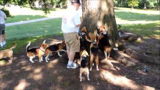 beagle meetup with howling contest and peanut butter tree game [upl. by Ailimaj]