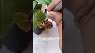 Feeding my deformed Nepenthes a juicy caterpillar🐛 pitcherplant nepenthesplant carnivorousplants [upl. by Aivin]