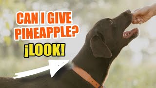 🍍WHAT Happens If I Give PINEAPPLE to a DOG 🐶¡The Truth [upl. by Gavriella]